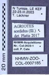 Etiketten zu Agriotes sordidus (Illiger, 1807) (NHMW-ZOO-COL-0007185)